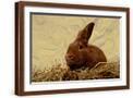 Brown Frame