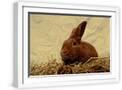 White Frame