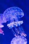 Jellyfish Underwater-AntonMatveev-Stretched Canvas