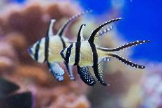 Zebrasoma Flavescens-antos777-Stretched Canvas