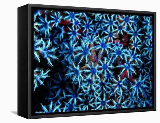 Antozoa-Andrea Ferrari-Framed Stretched Canvas