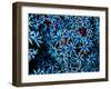 Antozoa-Andrea Ferrari-Framed Photographic Print