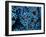 Antozoa-Andrea Ferrari-Framed Photographic Print