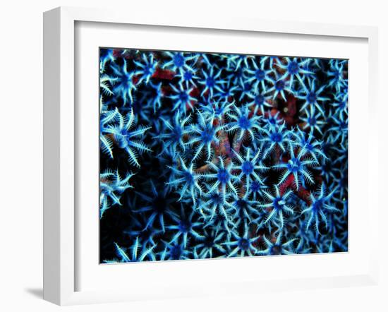 Antozoa-Andrea Ferrari-Framed Photographic Print