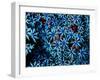 Antozoa-Andrea Ferrari-Framed Photographic Print