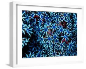 Antozoa-Andrea Ferrari-Framed Photographic Print