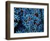 Antozoa-Andrea Ferrari-Framed Photographic Print