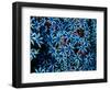 Antozoa-Andrea Ferrari-Framed Photographic Print