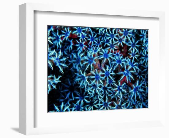 Antozoa-Andrea Ferrari-Framed Photographic Print