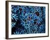 Antozoa-Andrea Ferrari-Framed Photographic Print