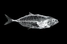 Fish X Ray-antpkr-Photographic Print