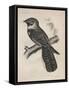 Antrostomus Serico-Caudatus, 1850-Henry Louis Stephens-Framed Stretched Canvas