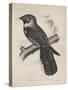 Antrostomus Serico-Caudatus, 1850-Henry Louis Stephens-Stretched Canvas