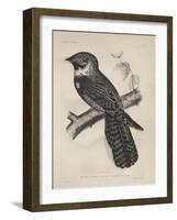 Antrostomus Serico-Caudatus, 1850-Henry Louis Stephens-Framed Giclee Print