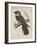 Antrostomus Serico-Caudatus, 1850-Henry Louis Stephens-Framed Giclee Print