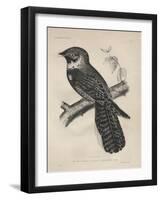 Antrostomus Serico-Caudatus, 1850-Henry Louis Stephens-Framed Giclee Print