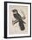 Antrostomus Serico-Caudatus, 1850-Henry Louis Stephens-Framed Giclee Print