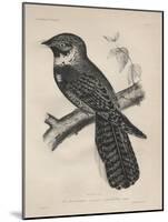 Antrostomus Serico-Caudatus, 1850-Henry Louis Stephens-Mounted Giclee Print
