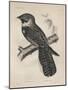 Antrostomus Serico-Caudatus, 1850-Henry Louis Stephens-Mounted Giclee Print