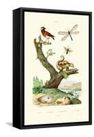 Ants, 1833-39-null-Framed Stretched Canvas