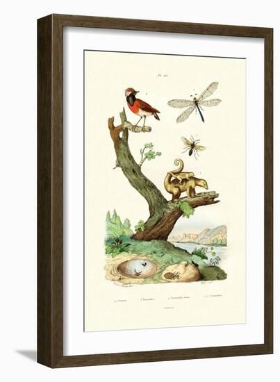 Ants, 1833-39-null-Framed Giclee Print