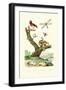 Ants, 1833-39-null-Framed Giclee Print