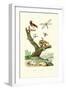 Ants, 1833-39-null-Framed Giclee Print