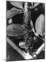 Ants and Black Fly-null-Mounted Photographic Print