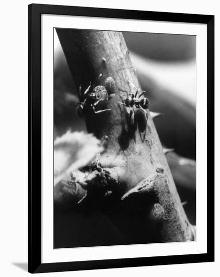 Ants and Rose Scale Insect-null-Framed Photographic Print
