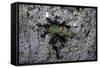 Ants Attacking a Bushcricket-Paul Starosta-Framed Stretched Canvas