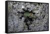 Ants Attacking a Bushcricket-Paul Starosta-Framed Stretched Canvas