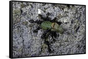 Ants Attacking a Bushcricket-Paul Starosta-Framed Stretched Canvas