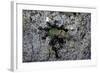 Ants Attacking a Bushcricket-Paul Starosta-Framed Photographic Print