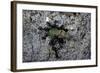 Ants Attacking a Bushcricket-Paul Starosta-Framed Photographic Print