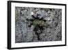 Ants Attacking a Bushcricket-Paul Starosta-Framed Photographic Print