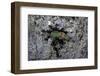 Ants Attacking a Bushcricket-Paul Starosta-Framed Photographic Print