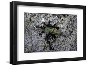 Ants Attacking a Bushcricket-Paul Starosta-Framed Photographic Print