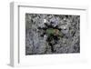 Ants Attacking a Bushcricket-Paul Starosta-Framed Photographic Print