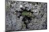 Ants Attacking a Bushcricket-Paul Starosta-Mounted Photographic Print