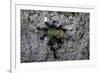 Ants Attacking a Bushcricket-Paul Starosta-Framed Photographic Print