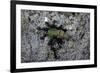 Ants Attacking a Bushcricket-Paul Starosta-Framed Photographic Print