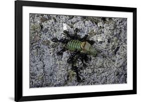 Ants Attacking a Bushcricket-Paul Starosta-Framed Photographic Print