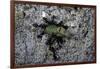 Ants Attacking a Bushcricket-Paul Starosta-Framed Photographic Print