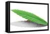 Ants Carrying Leaf-null-Framed Stretched Canvas