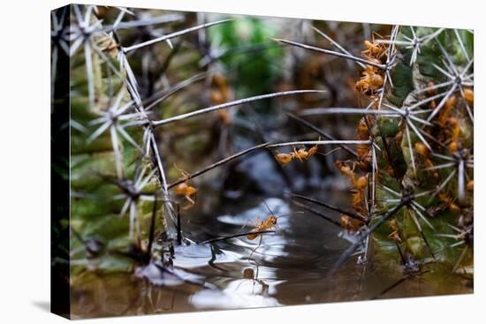 Ants crawling along cactus spines to escape floodwater, Texas-Karine Aigner-Stretched Canvas
