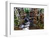 Ants crawling along cactus spines to escape floodwater, Texas-Karine Aigner-Framed Photographic Print