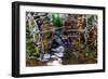 Ants crawling along cactus spines to escape floodwater, Texas-Karine Aigner-Framed Photographic Print
