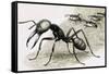 Ants-R. B. Davis-Framed Stretched Canvas