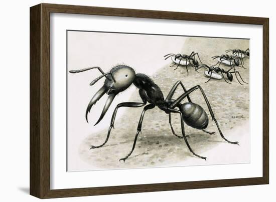 Ants-R. B. Davis-Framed Giclee Print