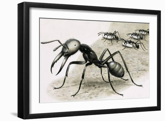 Ants-R. B. Davis-Framed Giclee Print